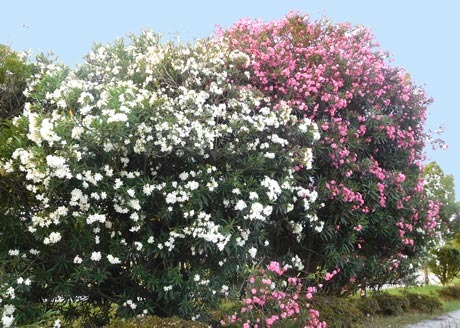 DSCN1711.jpg