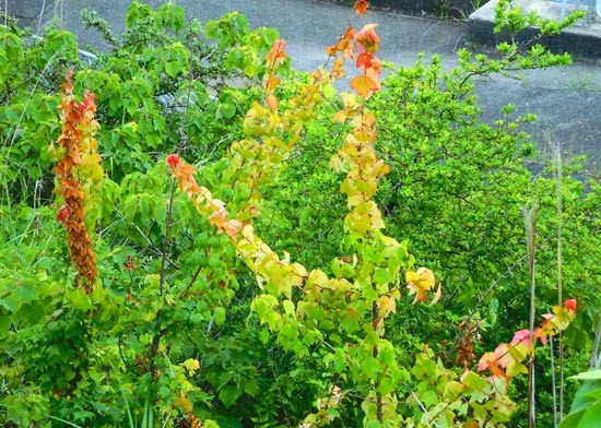 DSCN2076.jpg