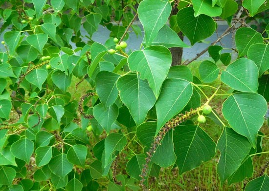 DSCN2169.jpg