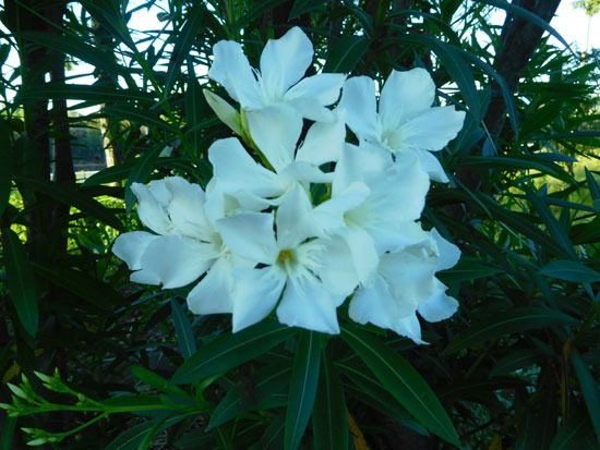 DSCN2306.jpg
