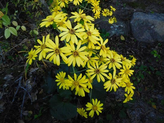 DSCN2875.jpg