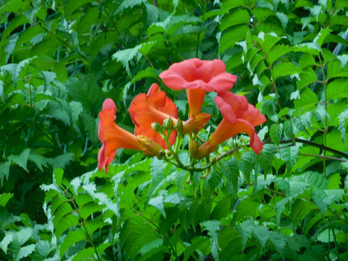 DSCN3560.jpg