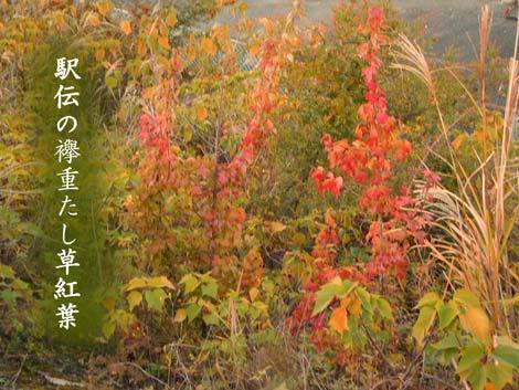 DSCN8218.jpg