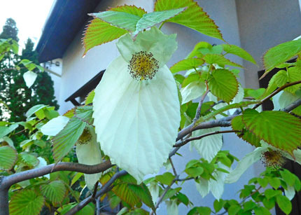 DSCN8422.jpg