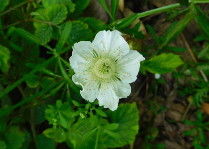 DSCN8588.jpg