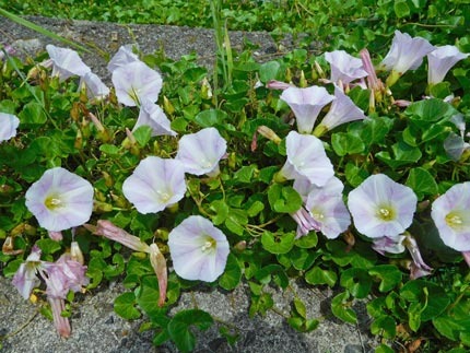 DSCN8695.jpg