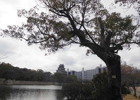 DSCN8753.jpg