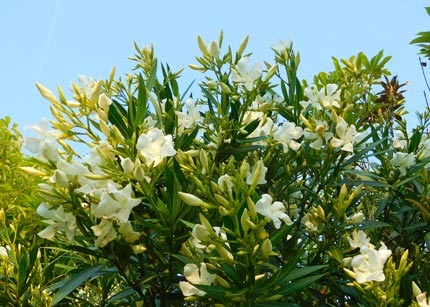 DSCN9177.jpg