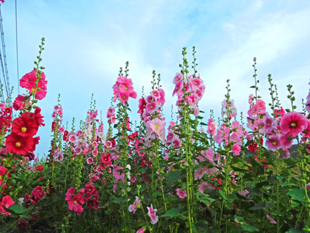 DSCN9258.jpg