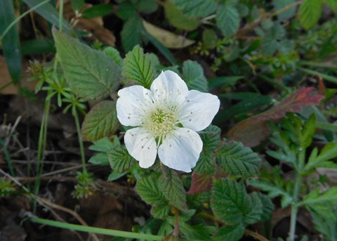 DSCN9368.jpg