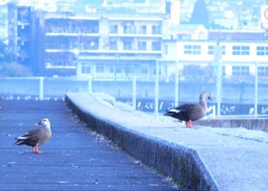 DSCN9865.jpg