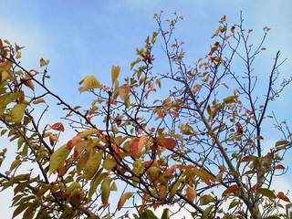 NEC_0032.jpg