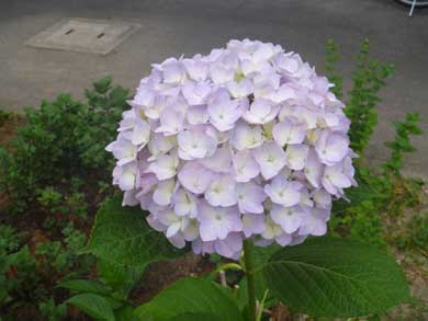 P1020187.jpg