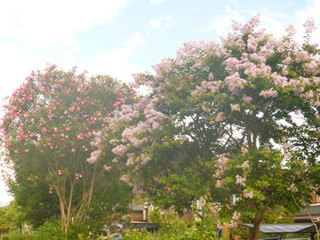 P1020574.jpg