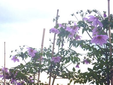 P1030056.jpg