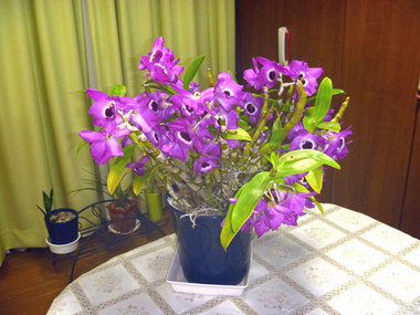 P1060424.jpg