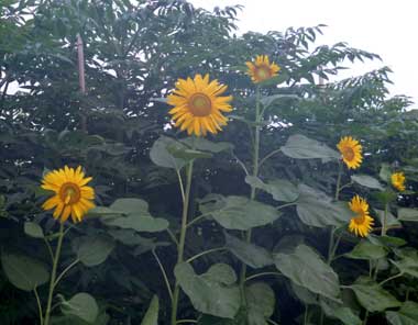 P1070627.jpg