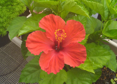 P1080021.jpg