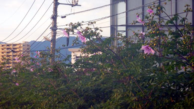 P1080187.jpg