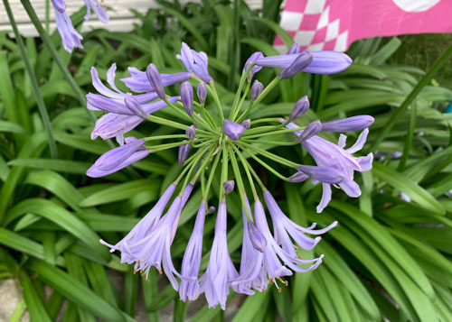 agapansasu240628.jpg