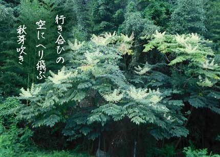 akinome20170902.jpg