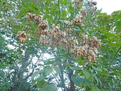 aogirinomi6515.jpg