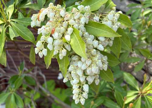 asebi250421.jpg