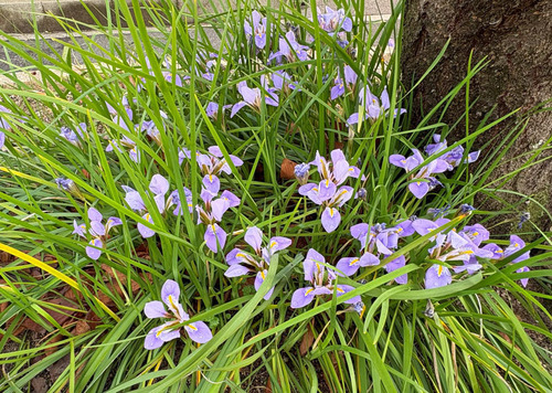 ayame250325.jpg