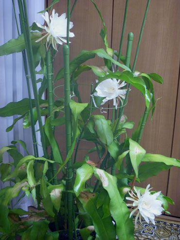 gekkabijin03.jpg