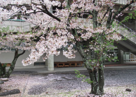 gocyu240410.jpg