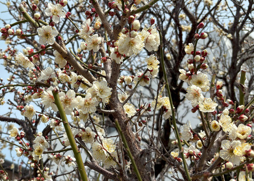 hakubai250228.jpg