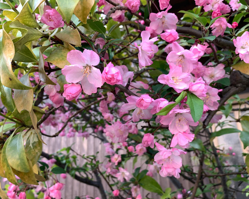 hanakaidou240405.jpg
