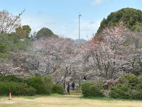 hanami250330.jpg