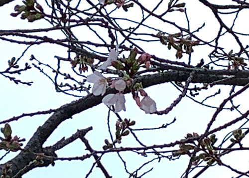 hatuhana240326.jpg