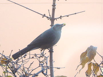 hiyo091219.jpg