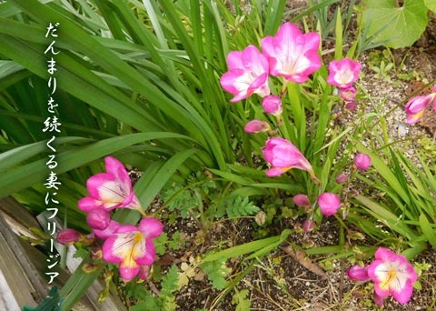 huri-jia20190414.jpg