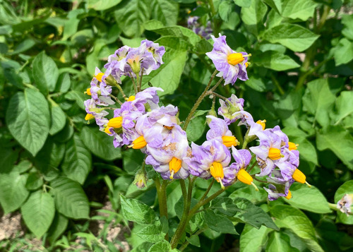 jagaimo240618.jpg