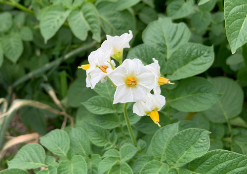 jagaimonohana230601.jpg