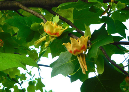 kaedenohana8944.jpg