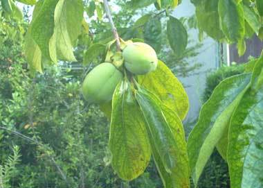 kaki1090926.jpg