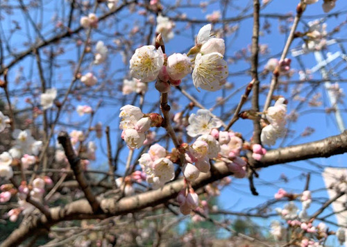 kanzakura240311.jpg