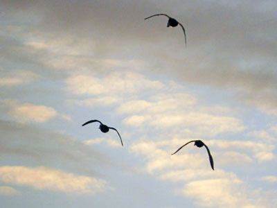 kawau3856.jpg