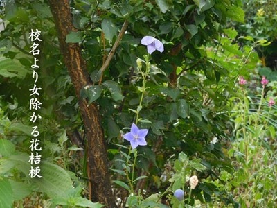 kikyo20180906.jpg