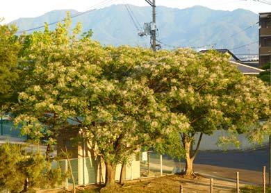 kinohanaDSCN1689.jpg