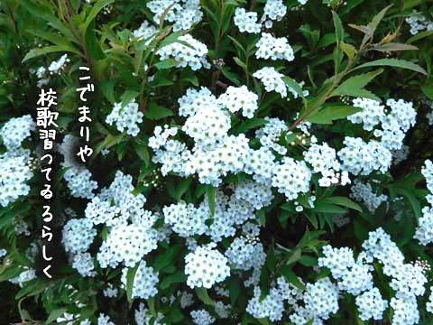 kodemari201904221
.jpg