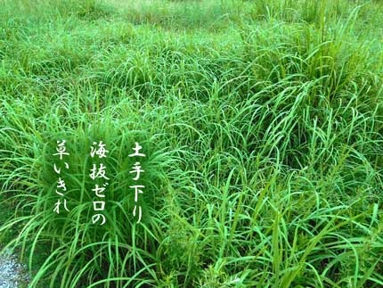 kusaikire20170729.jpg