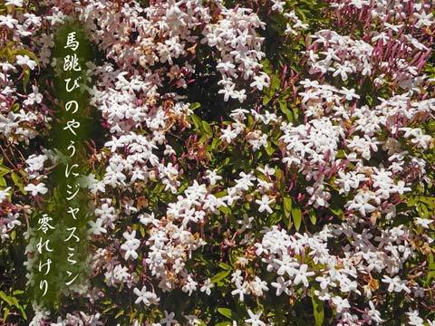 maturika20190503.jpg