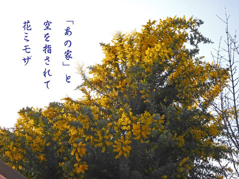 mimoza20190328.jpg