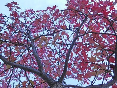 momiji20161109.jpg