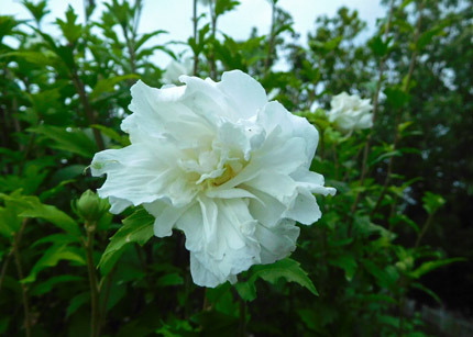 mukuge9582.jpg